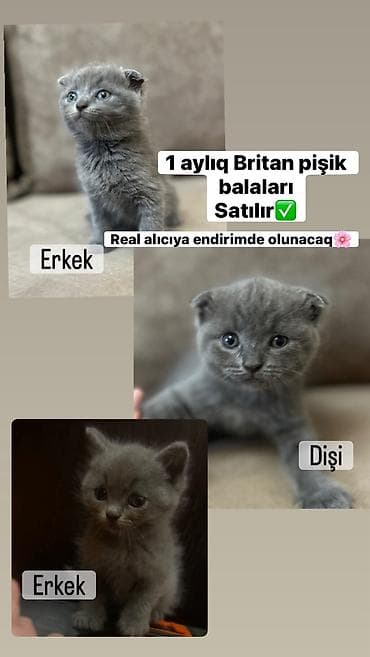 pişiylər: Britan, Erkək, Dişi, Ünvandan götürmə — 2