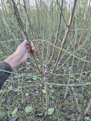 green pharma baku: Məhsul: Şəxsi tingçilik təsərrüfatında yetişdirilən meyvə tingləri — 12