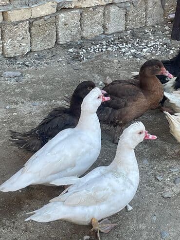 Toyuqlar: Erkək, | Lal ördək, Damazlıq, Ünvandan götürmə, Ödənişli çatdırılma — 2