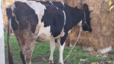 südlük inək: Birinci qarına doğub balasız satılır Sağım aparatla satılır — 3