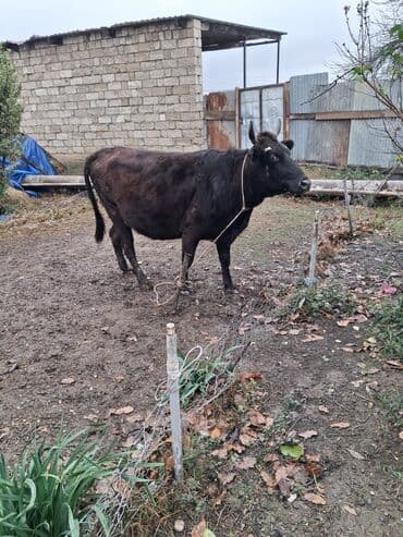 inəyler: Dişi, il: 4, Damazlıq, Ünvandan götürmə — 4