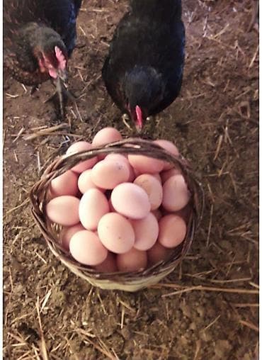 Yumurta: Təbii toyuq yumurtası.Kim istəsə Əlaqə saxlaya bilər Qəşəng sarı — 1