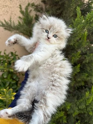 Fars lalafo.az -da Fars