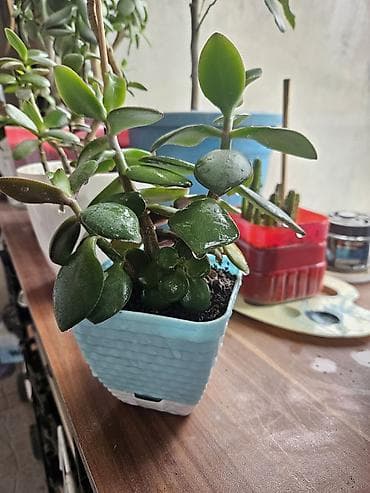 agac sekilleri: Sukulent və kaktus kolleksiyası – kiçik saksılarda Tərkib: - Crassula — 9