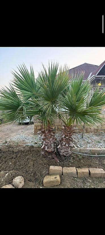lan: Ikili dekorativ palma ağacı – Washingtonia (fan tipli yarpaq) - Növ — 1