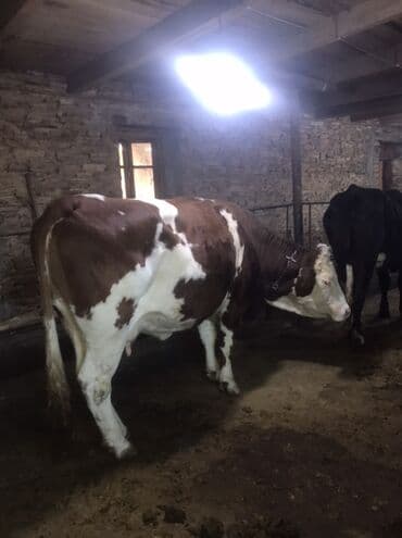yerli cins inekler: Simmental inek bordaq,400 kq eti olar — 3
