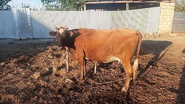 simmental inək satılır: Qiymətdə razılaşmaq olar. - Rəng: tünd qəhvəyi, alnında ağ ləkə - — 3