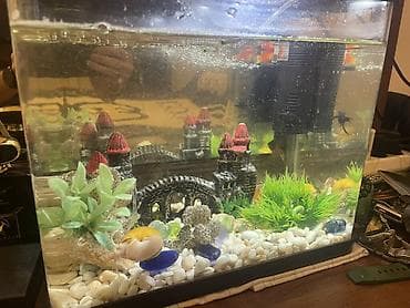 tap az ev itleri: Dördbucaq akvarium, Boş, 12 l, Ünvandan götürmə — 7