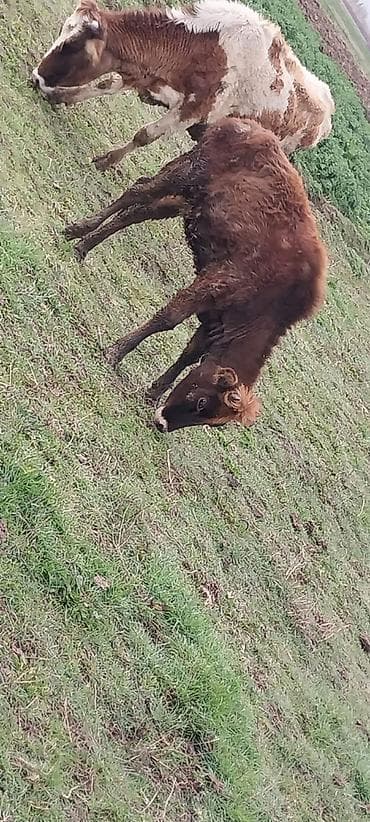 heyvan cantası: Dana satıram qiymeti 900 — 2