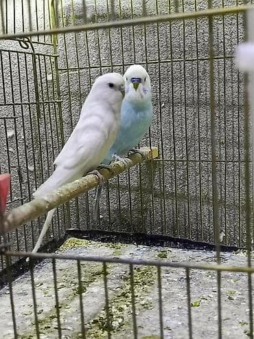 Cüt volnisti dişi qara göz albinosdu erkey spengel çox qəşəng rəngdə