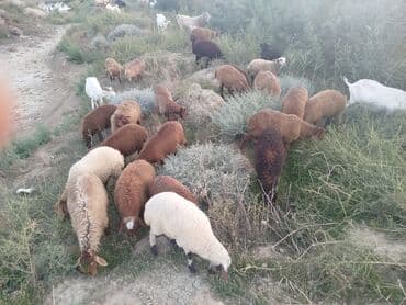 yerli inekler: 13 erkək 16 dişi kom istəyən olsa endirim olacaq - Təxminən 20+ baş — 2