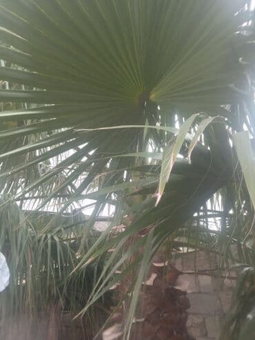 Salam palma ağaci satilir 2 denedi texmienen 3 metr boylari var lalafo.az -da Salam palma ağaci satilir 2 denedi texmienen 3 metr boylari var