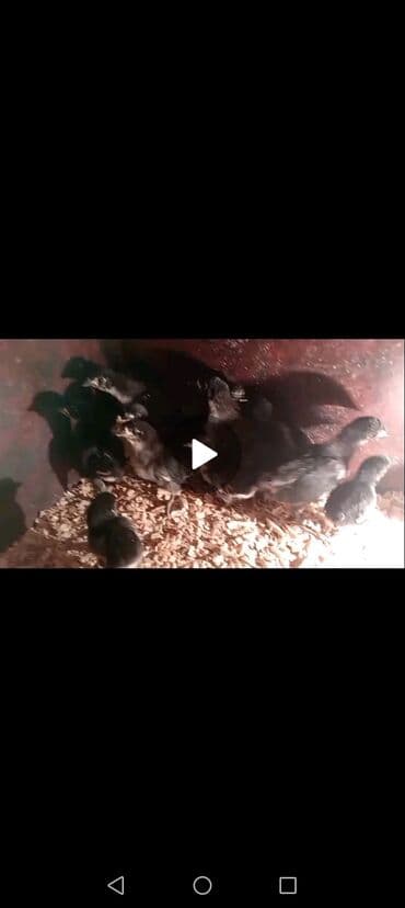 toyuga verilen adlar: Toyuq cücələri, Ətlik — 3