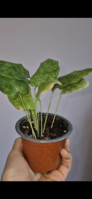 monstera bitkisi: Calathea network — 2