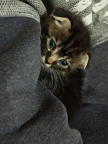 dog argentina: Britan yastı qulaq, Erkək, Yaxşı əllərə, Ödənişli çatdırılma — 1