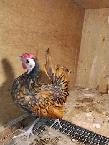 lavanda lal ordek: Qizili zbrayt sstilir.Cutu 50 m.Cavan saglam heyvanlardir.Unvan Şəki — 2