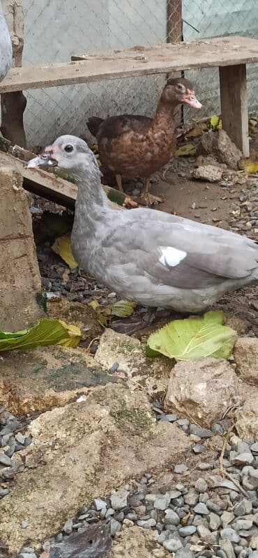 cücə satışı 2023: Təmiz Lavanda sort ördək ana və 3 aylıg balası satılır — 2