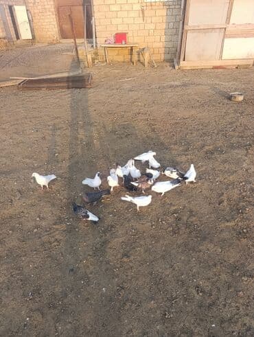 quş qəfəs: Ev şəraitində bəslənmiş göyərçinlər satılır. - Növ: qarışıq rəngli ev — 3