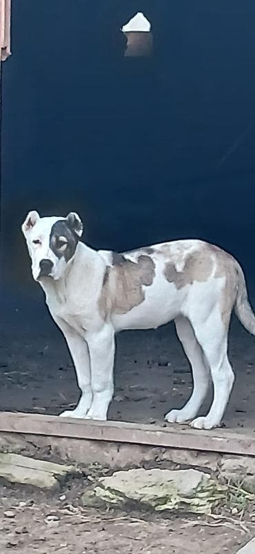 çoban iti: Qurdbasar, 4 ay, Dişi — 1