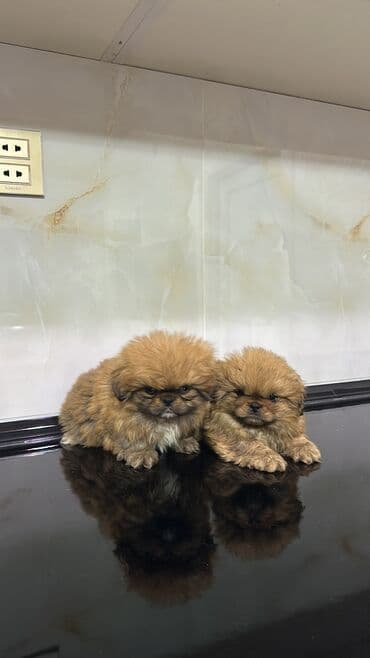 naxcivan heyvan elanlari: Pekines, 1 ay, Erkek, Peyvəndli, Ödənişli çatdırılma — 2