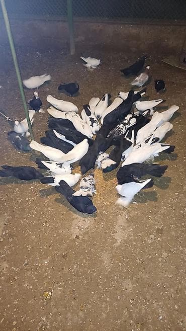 Pişiklər: Ev göyərçinləri – müxtəlif rəng və növlər - Ağ, qara və qarışıq — 5