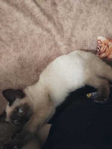 pişiklər: Siam, Dişi, Ünvandan götürmə — 14