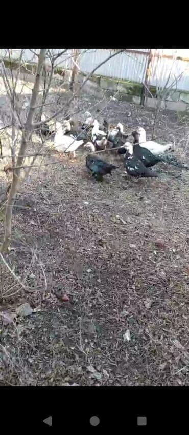 SALAMLAR, 14 EDED LAL ÖRDƏKLƏR SATILIR SAĞLAM ORDEYLER