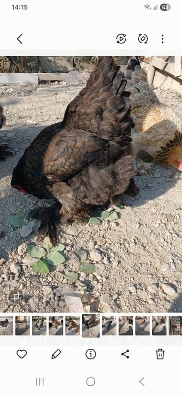 toyuq cucə satışı: Toyuq, Brama, Damazlıq — 1