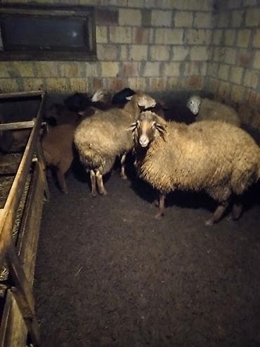 qoyun quzu: Qoyun sürüsü – ət və damazlıq üçün - Şəkillərdə qapalı tövlədə — 3