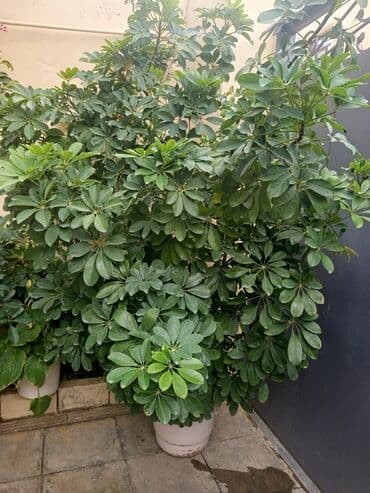 куплю комнатные растения: Şefler ve her cür ev güllərin satışı mövcudu isdediyiniz gülün — 3