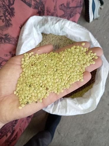 Ləpələr: Yaşıl mərci – təbii, ələnmiş, dənə ölçüsü bərabər - Növ: Yaşıl mərci — 1