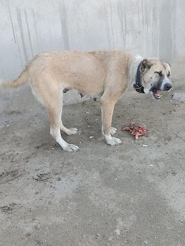 pulsuz it verirem: Alabay — 1