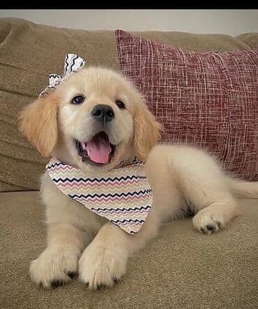 Gəmiricilər: Retriever — 3