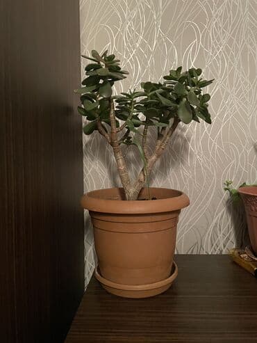 üzüm ağacı: Krasula.Pul ağacı. Pul Gülü. Xeyli böyüyüb. 5 ildir ki baxırıq. Ağac — 4