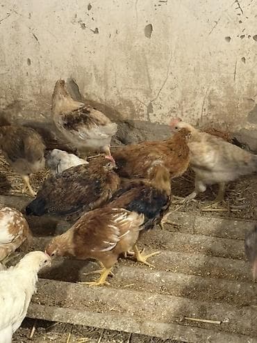 Kənd təsərrüfatı quşları: Yerli qarışıq cins toyuqlar – ət və yumurta istiqaməti - Şəkillərdə — 7