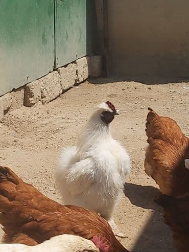 meşe xoruzu: Xoruz, il: <1, Ünvandan götürmə — 2