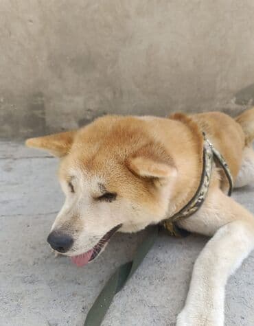 кане корсо купить: Акита-ину, 2 года — 2