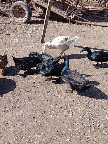 Hinduşkalar: Erkək, | Linda, Damazlıq, Ödənişli çatdırılma — 4