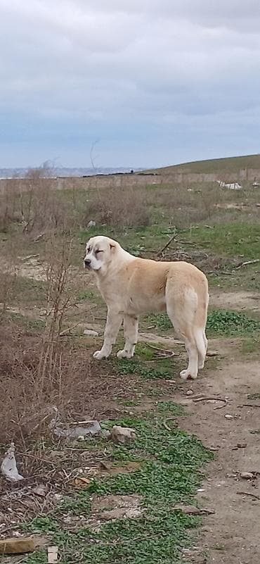 qoyun sekli: Qurdbasar, 6 ay, Dişi, Peyvəndli, Ödənişli çatdırılma — 4