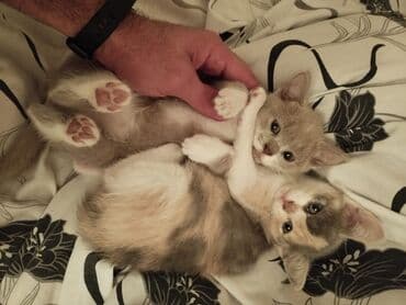 pişiklər: Dişi, Yaxşı əllərə — 6