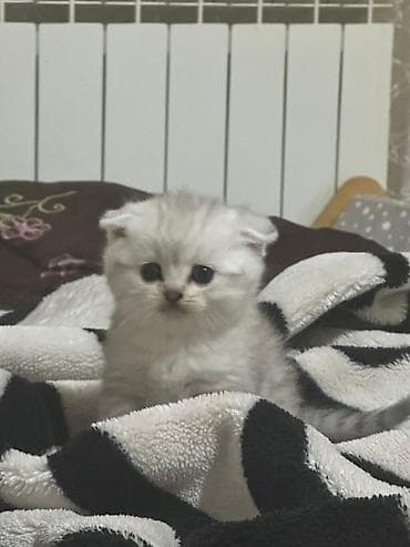 lalafo pisik: Şotland — 9