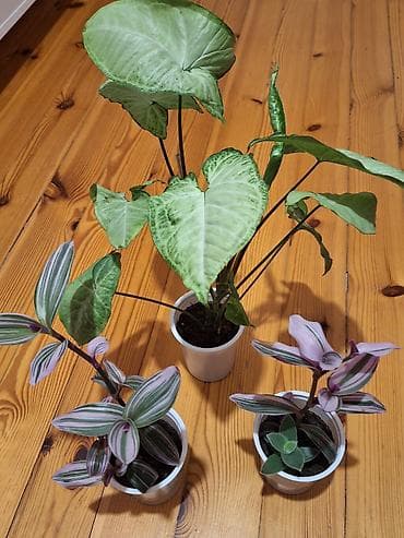 bitki guli: Daxili dekor üçün 3 ədəd saksı bitkisi dəsti - Syngonium podophyllum — 2