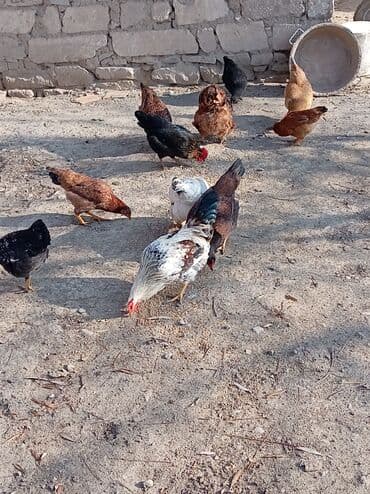 İtlər: Toyuq, Damazlıq — 3