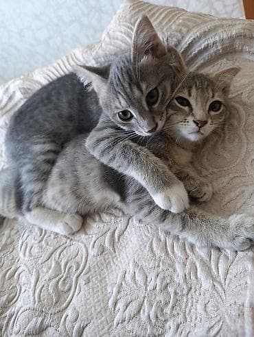 ev sıçanı: Tabbi, Yaxşı əllərə — 2