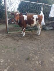 südlü inəklər: Disi simmental Damazlig — 1