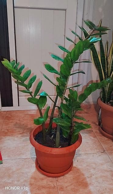 Zamiokulkas (ZZ Plant) – dekorativ ev bitkisi - Növ: Zamioculcas lalafo.az -da Zamiokulkas (ZZ Plant) – dekorativ ev bitkisi - Növ: Zamioculcas
