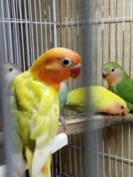 heyvanlara verilen adlar: Tutuquşu popuqay fişir cavan quşlar — 6