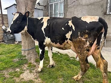 qara canavar sekilleri: 2 ci qarin inek. 20 litr süd verir. Balasiz satılır. Real alıcılar — 3