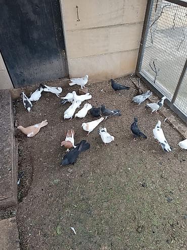 Küt satılır biri 15₼