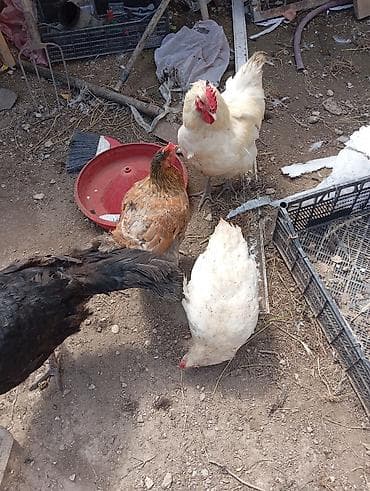 kürd toyuq: Toyuq, Damazlıq — 4